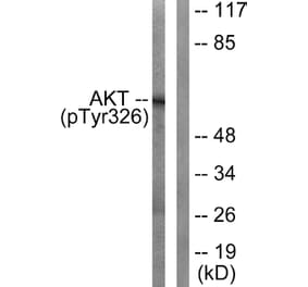 Western Blot - Anti-Akt (phospho Tyr326) Antibody (A0817) - Antibodies.com
