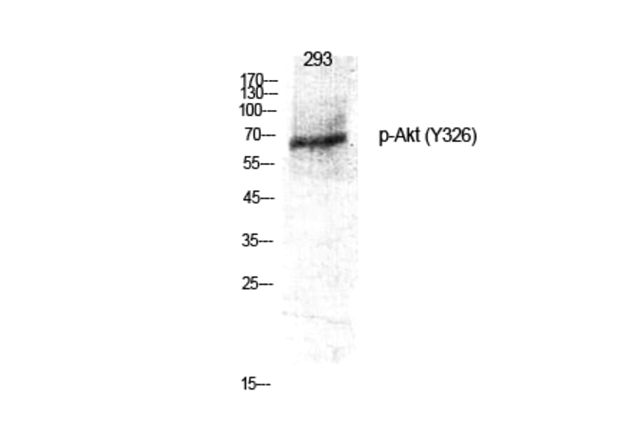 Western Blot - Anti-Akt (phospho Tyr326) Antibody (A0817) - Antibodies.com