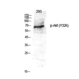 Western Blot - Anti-Akt (phospho Tyr326) Antibody (A0817) - Antibodies.com