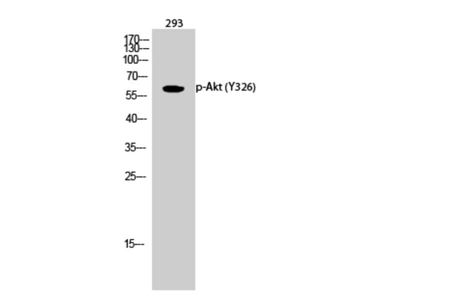 Western Blot - Anti-Akt (phospho Tyr326) Antibody (A0817) - Antibodies.com