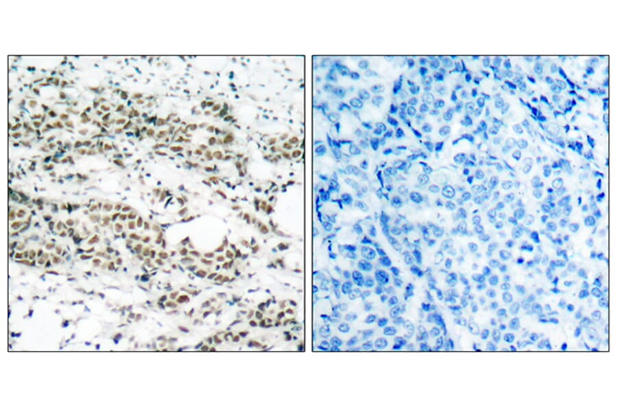 Immunohistochemistry - Anti-AFX (phospho Ser197) Antibody (A7088) - Antibodies.com