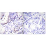 Immunohistochemistry - Anti-Abl (phospho Tyr412) Antibody (A0403) - Antibodies.com