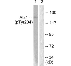 Western Blot - Anti-Abl (phospho Tyr204) Antibody (A0404) - Antibodies.com