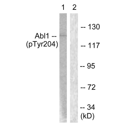 Western Blot - Anti-Abl (phospho Tyr204) Antibody (A0404) - Antibodies.com
