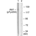 Western Blot - Anti-Abl (phospho Tyr204) Antibody (A0404) - Antibodies.com