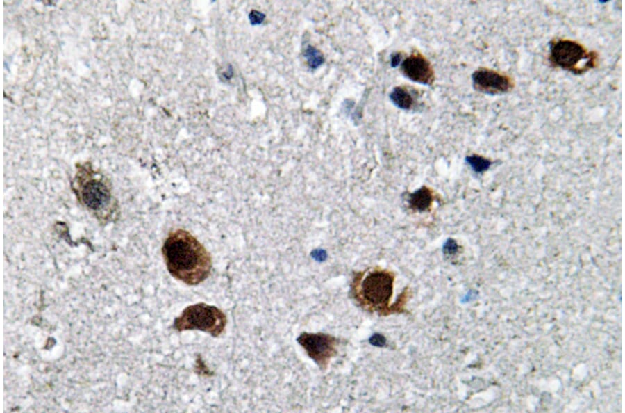 Immunohistochemistry - Anti-Na+ CP type IIalpha Antibody (R12-2248) - Antibodies.com