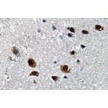 Immunohistochemistry - Anti-Na+ CP type IIalpha Antibody (R12-2248) - Antibodies.com