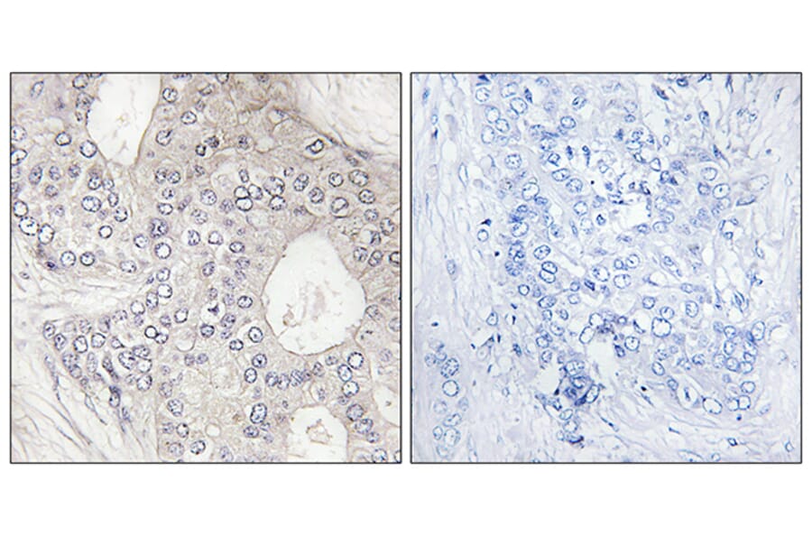 Immunohistochemistry - Anti-Cytochrome P450 1A2 Antibody (C12250) - Antibodies.com
