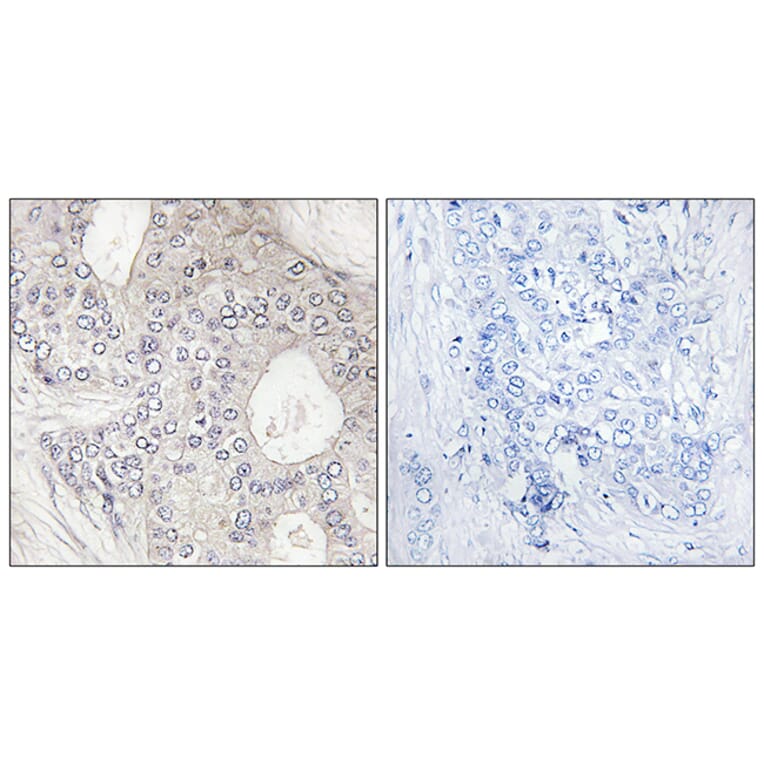 Immunohistochemistry - Anti-Cytochrome P450 1A2 Antibody (C12250) - Antibodies.com