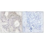 Immunohistochemistry - Anti-Cytochrome P450 1A2 Antibody (C12250) - Antibodies.com