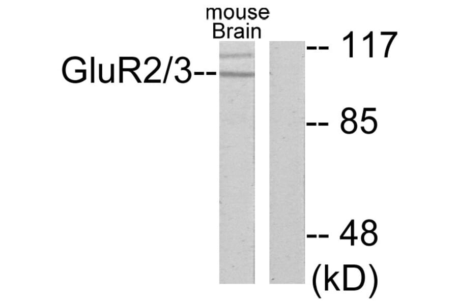 Western Blot - Anti-mGluR2 + mGluR3 Antibody (C0207) - Antibodies.com