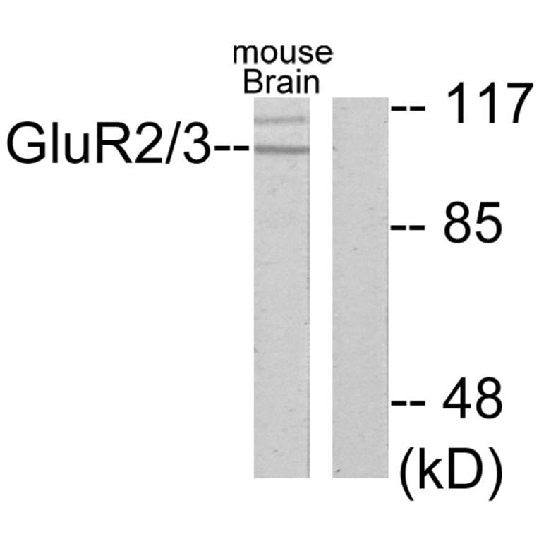 Western Blot - Anti-mGluR2 + mGluR3 Antibody (C0207) - Antibodies.com