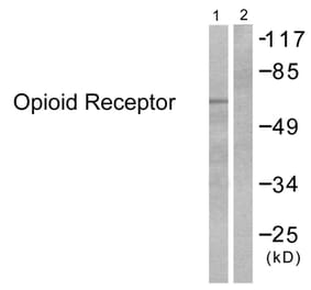 Western Blot - Anti-Opioid Receptor Antibody (B0022) - Antibodies.com