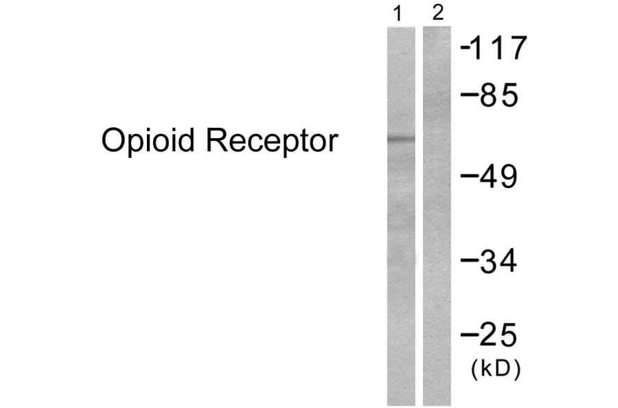 Western Blot - Anti-Opioid Receptor Antibody (B0022) - Antibodies.com
