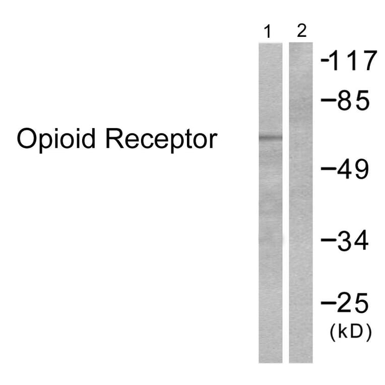 Western Blot - Anti-Opioid Receptor Antibody (B0022) - Antibodies.com