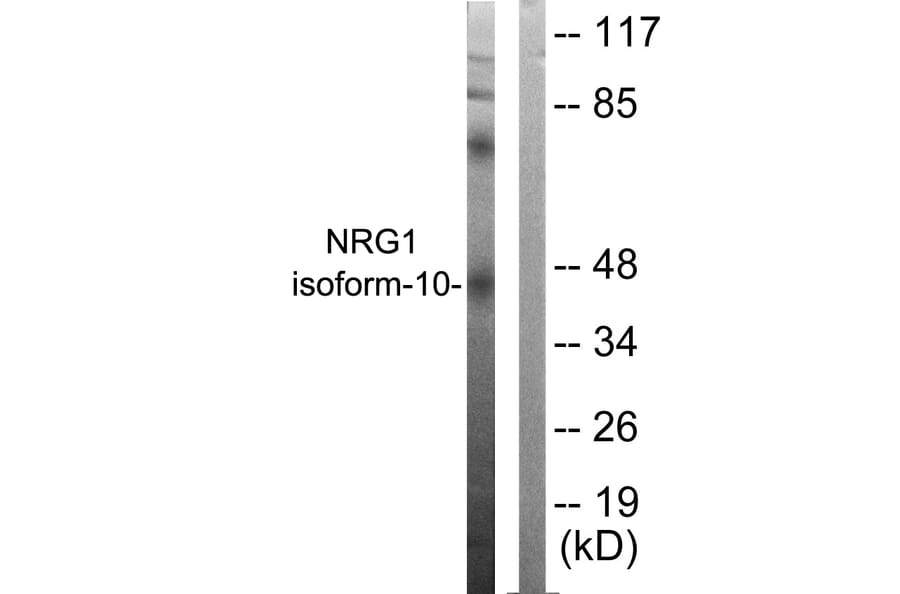Western Blot - Anti-NRG1 isoform-10 Antibody (C0229) - Antibodies.com