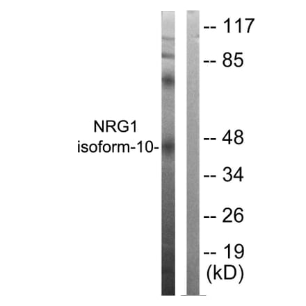 Western Blot - Anti-NRG1 isoform-10 Antibody (C0229) - Antibodies.com