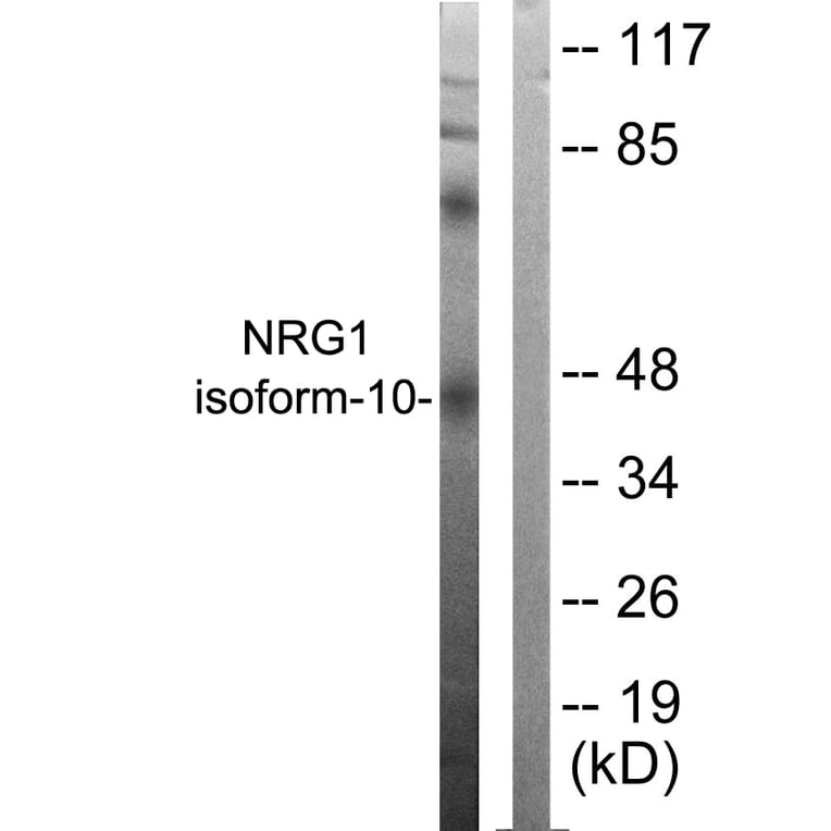 Western Blot - Anti-NRG1 isoform-10 Antibody (C0229) - Antibodies.com