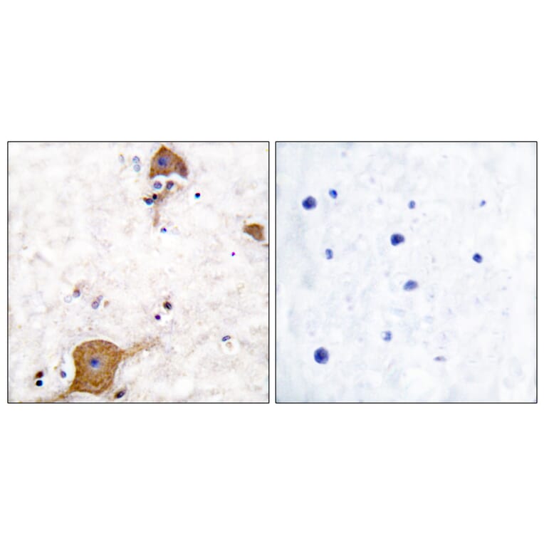 Immunohistochemistry - Anti-NRG1 isoform-10 Antibody (C0229) - Antibodies.com