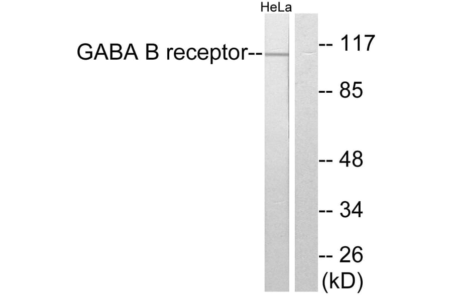 Western Blot - Anti-GABA-B Receptor Antibody (C0198) - Antibodies.com