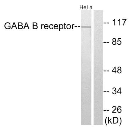 Western Blot - Anti-GABA-B Receptor Antibody (C0198) - Antibodies.com