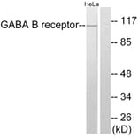 Western Blot - Anti-GABA-B Receptor Antibody (C0198) - Antibodies.com