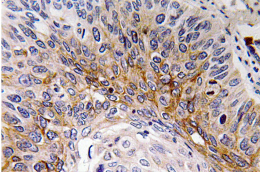 Immunohistochemistry - Anti-Cardiotrophin-1 Antibody (R12-2052) - Antibodies.com