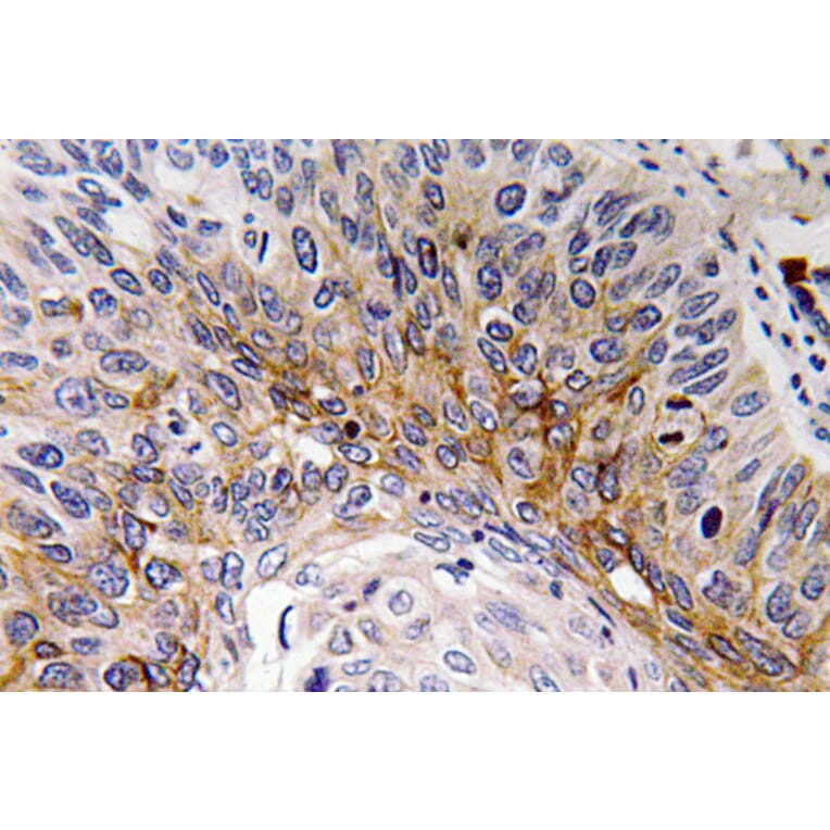 Immunohistochemistry - Anti-Cardiotrophin-1 Antibody (R12-2052) - Antibodies.com