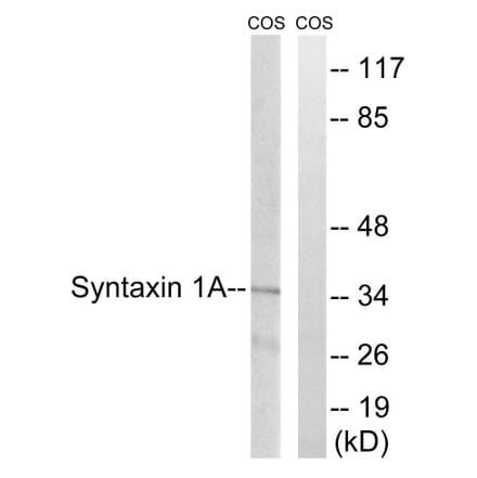 Western Blot - Anti-Syntaxin 1A Antibody (B1238) - Antibodies.com