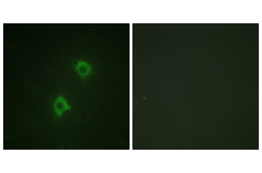 Immunofluorescence - Anti-Syntaxin 1A Antibody (B1238) - Antibodies.com