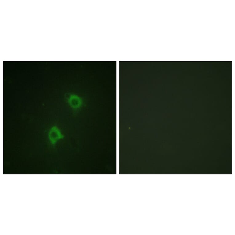 Immunofluorescence - Anti-Syntaxin 1A Antibody (B1238) - Antibodies.com