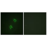 Immunofluorescence - Anti-Syntaxin 1A Antibody (B1238) - Antibodies.com