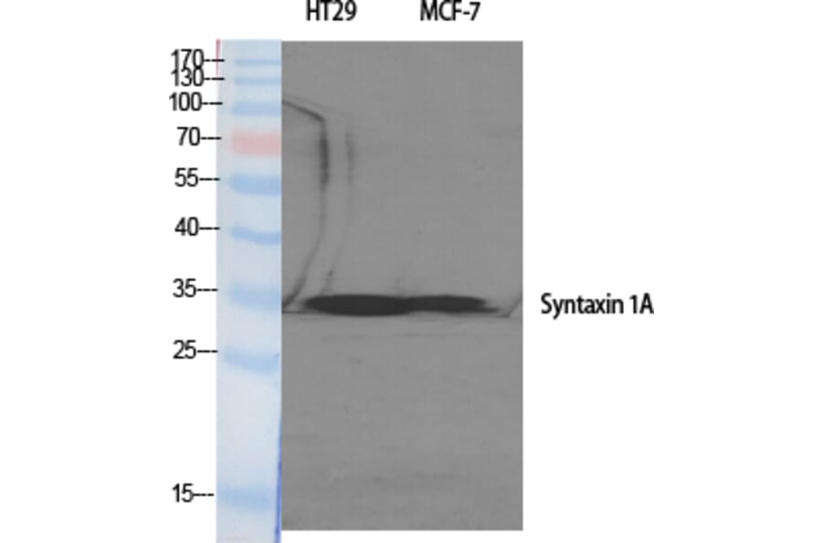 Western Blot - Anti-Syntaxin 1A Antibody (B1238) - Antibodies.com