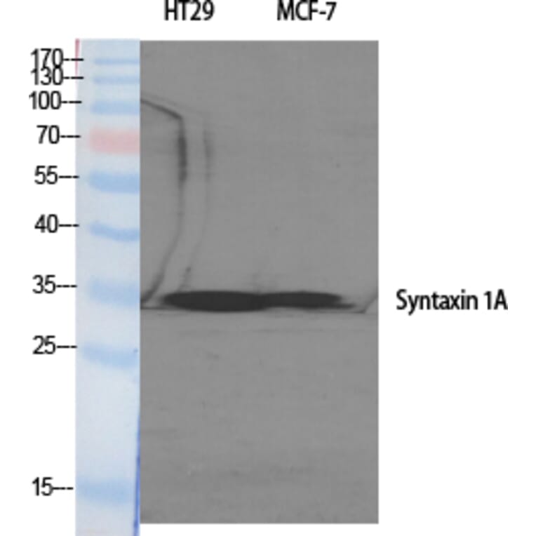 Western Blot - Anti-Syntaxin 1A Antibody (B1238) - Antibodies.com