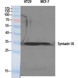 Western Blot - Anti-Syntaxin 1A Antibody (B1238) - Antibodies.com