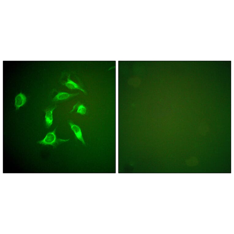 Immunofluorescence - Anti-PDGFR alpha Antibody (C0300) - Antibodies.com