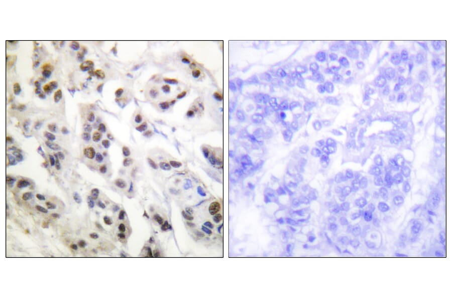 Immunohistochemistry - Anti-Lamin A + C Antibody (B0503) - Antibodies.com