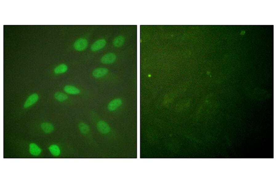 Immunofluorescence - Anti-Lamin A + C Antibody (B0503) - Antibodies.com