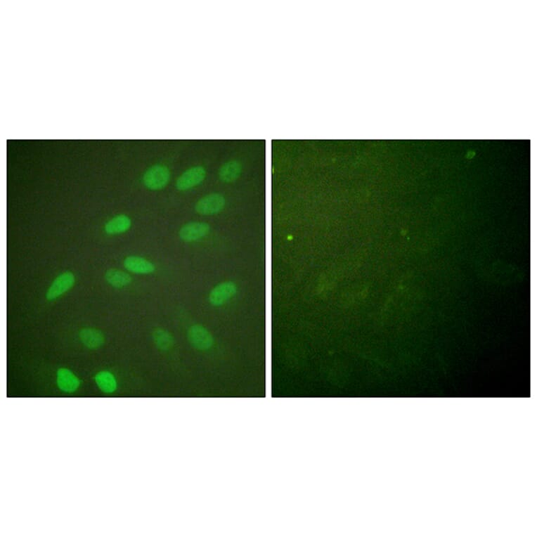 Immunofluorescence - Anti-Lamin A + C Antibody (B0503) - Antibodies.com