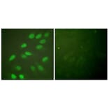 Immunofluorescence - Anti-Lamin A + C Antibody (B0503) - Antibodies.com