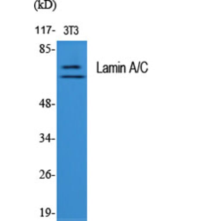 Western Blot - Anti-Lamin A + C Antibody (B0503) - Antibodies.com