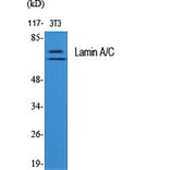 Western Blot - Anti-Lamin A + C Antibody (B0503) - Antibodies.com