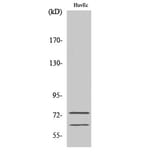 Western Blot - Anti-Lamin A + C Antibody (B0503) - Antibodies.com