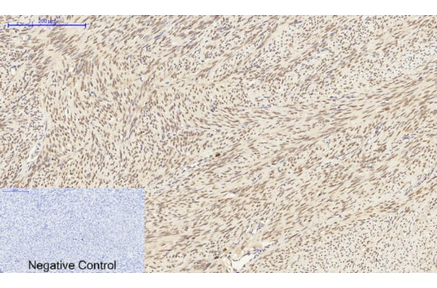 Immunohistochemistry - Anti-Lamin A + C Antibody (B0503) - Antibodies.com