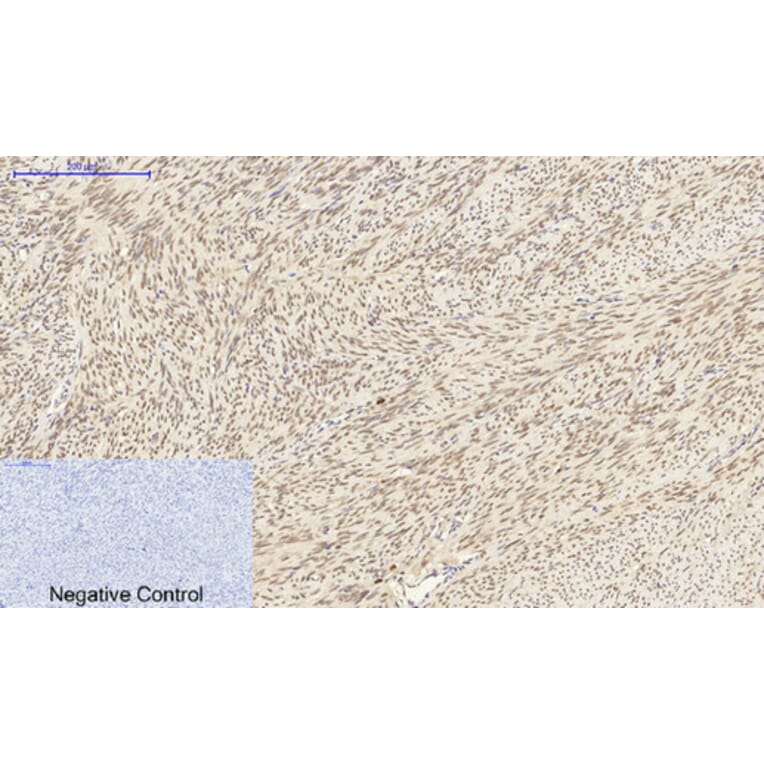 Immunohistochemistry - Anti-Lamin A + C Antibody (B0503) - Antibodies.com