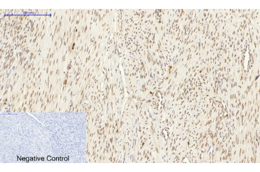 Immunohistochemistry - Anti-Lamin A + C Antibody (B0503) - Antibodies.com