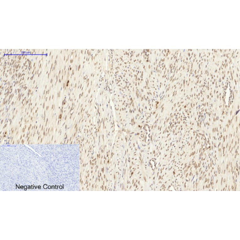 Immunohistochemistry - Anti-Lamin A + C Antibody (B0503) - Antibodies.com