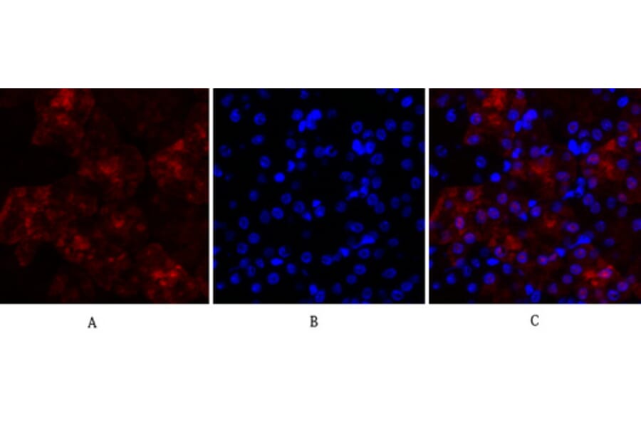 Immunofluorescence - Anti-Lamin A + C Antibody (B0503) - Antibodies.com