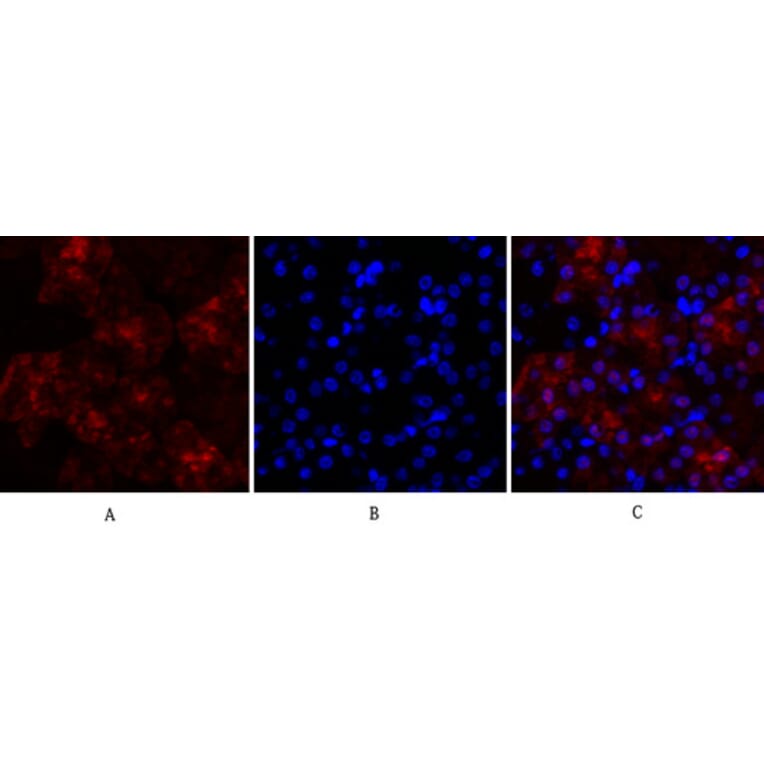 Immunofluorescence - Anti-Lamin A + C Antibody (B0503) - Antibodies.com