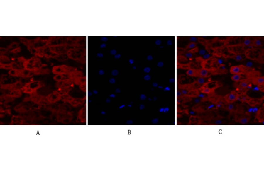 Immunofluorescence - Anti-Lamin A + C Antibody (B0503) - Antibodies.com